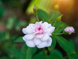 Beautiful pink rose in a garden photo