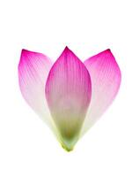 Close up pink lotus flower. photo