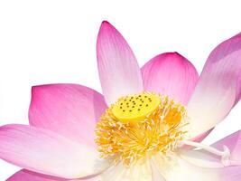 Close up pink lotus flower. photo