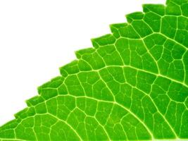 Close up green leaf wallpaper. photo