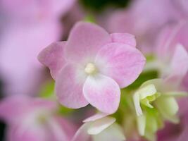 Close up Hydrengea flower. photo