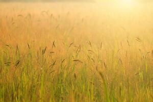 Flower grass with sunset sky photo