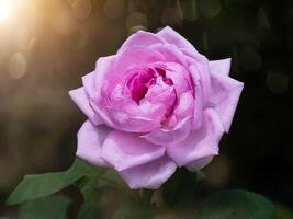 Pink rose petals for rose tea photo