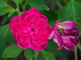 Pink rose petals for rose tea photo