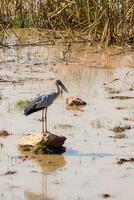 Asian Openbill bird. photo