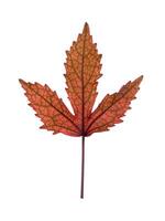 Close up leaf of  cranberry hibiscus photo