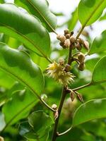 Bullet wood plant photo