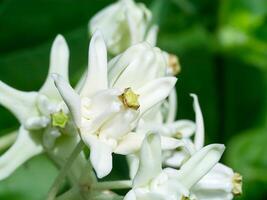 corona flor o calotropis gigantea. foto