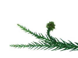 Japanese Cedar on white background. photo