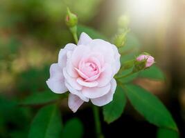 Beautiful pink rose in a garden photo