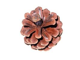 Pine cones on white background photo