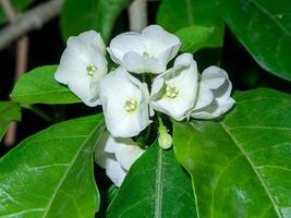 Close up of Vallaris solanacea flower. photo