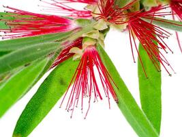 Weeping Bottle Brush tree photo