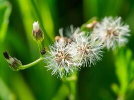 Seeds of Red grass or Giant reed. photo