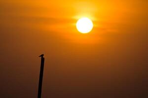 Silhouette of swallow bird photo