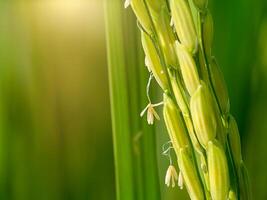 cerca arriba de arroz flor. foto