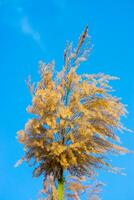 Flower grass with blue sky. photo