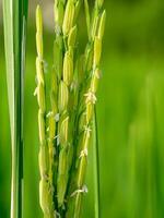 Close up of rice flower. photo