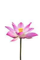 Close up pink lotus flower. photo