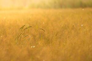 Flower grass with sunlight photo