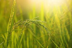 Flower of rice and green leaf. photo