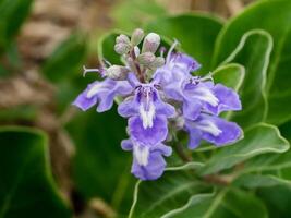 Close up of Vitex rotundifolia plant. photo