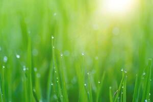 Green leaf of rice plant in rice field photo