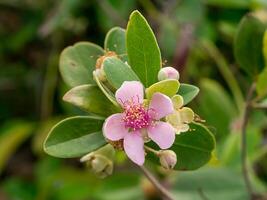 Close up of Downy myrtle flower. photo