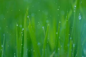 Green leaf of rice plant in rice field photo