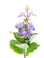 Close up of Vitex rotundifolia plant. photo