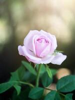 Pink rose petals for rose tea photo