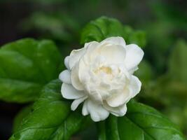 Close up of jasmine flower. photo