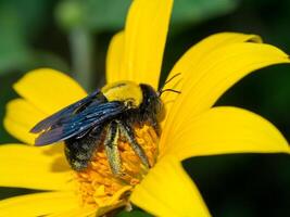 Yellow Mexican sunflower photo