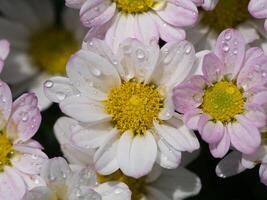 Close up Chrysanthemum flower. photo