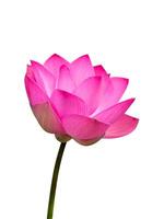 Close up pink lotus flower. photo