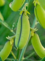 Close up of Crotalaria spectabilis plant. photo