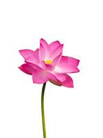 Close up pink lotus flower. photo