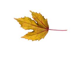 cranberry hibiscus leaves photo