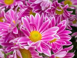 Close up Chrysanthemum flower. photo