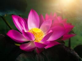 Close up pink lotus flower. photo