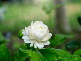 Close up of jasmine flower. photo