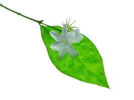 Close up of jasmine flower. photo