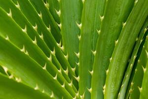 Green leaves of Seashore screwpine tree. photo