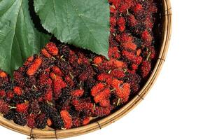 Red and black mulberry photo