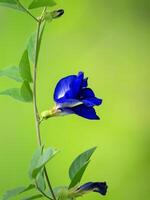 Blue Pea, Butterfly Pea. photo