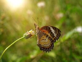 Butterfly on the flower grass. photo