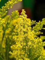 solidago canadensis flor foto