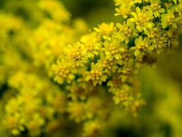 Solidago canadensis flower photo