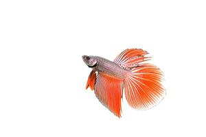 Siamese fighting fish photo