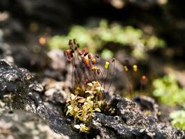 Moss flower on the rock. photo